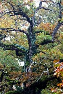 OTOÑO EN EL VALLE DE LA ULTZAMA