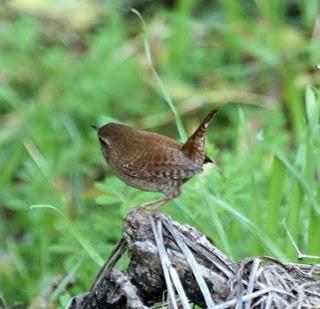 OTOÑO EN EL VALLE DE LA ULTZAMA