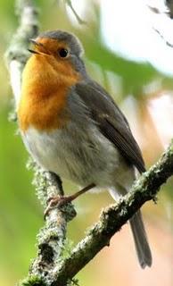 OTOÑO EN EL VALLE DE LA ULTZAMA