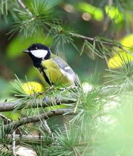 OTOÑO EN EL VALLE DE LA ULTZAMA