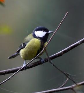 OTOÑO EN EL VALLE DE LA ULTZAMA