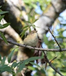 OTOÑO EN EL VALLE DE LA ULTZAMA