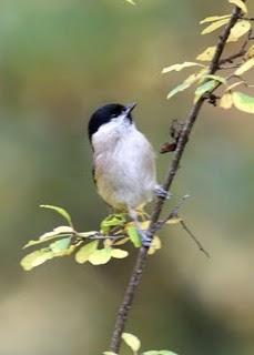 OTOÑO EN EL VALLE DE LA ULTZAMA