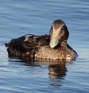 DELTA DEL EBRO Y COSTA DE CAMBRILS 1º