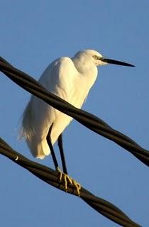 DELTA DEL EBRO Y COSTA DE CAMBRILS 1º