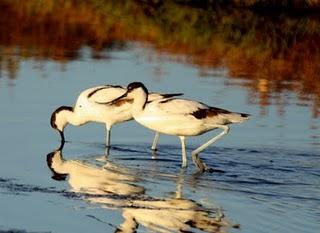 DELTA DEL EBRO Y COSTA DE CAMBRILS 1º