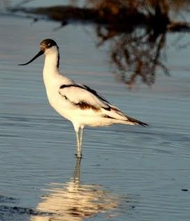DELTA DEL EBRO Y COSTA DE CAMBRILS 1º
