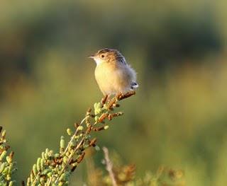 DELTA DEL EBRO Y COSTA DE CAMBRILS 1º