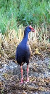 DELTA DEL EBRO Y COSTA DE CAMBRILS 1º