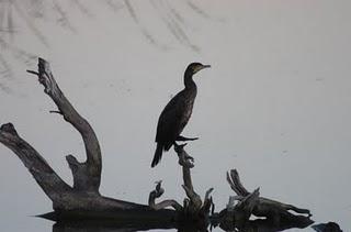 DELTA DEL EBRO Y COSTA DE CAMBRILS 1º