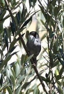 DELTA DEL EBRO Y COSTA DE CAMBRILS 1º