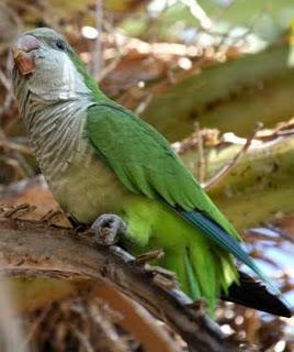 DELTA DEL EBRO Y COSTA DE CAMBRILS 1º