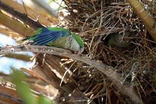 DELTA DEL EBRO Y COSTA DE CAMBRILS 1º