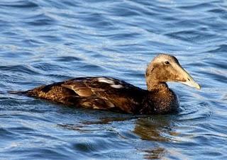 DELTA DEL EBRO Y COSTA DE CAMBRILS 1º