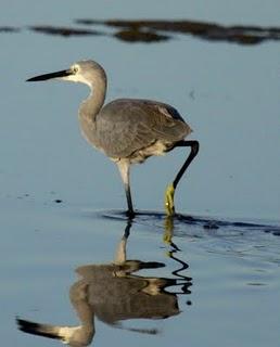 DELTA DEL EBRO Y COSTA DE CAMBRILS 1º
