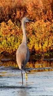 DELTA DEL EBRO Y COSTA DE CAMBRILS 1º