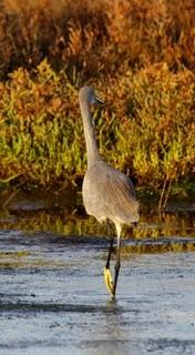 DELTA DEL EBRO Y COSTA DE CAMBRILS 1º