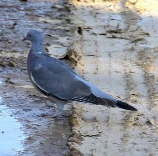 DELTA DEL EBRO Y COSTA DE CAMBRILS 1º