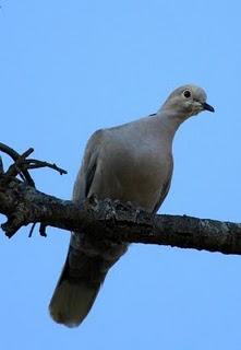 DELTA DEL EBRO Y COSTA DE CAMBRILS 1º