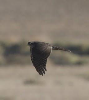 LAGUNA DE PITILLAS 2ª DIA-NAVARRA