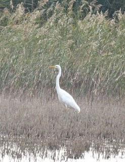 LAGUNA DE PITILLAS 2ª DIA-NAVARRA