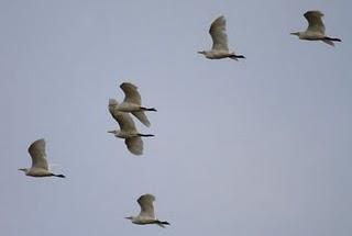 LAGUNA DE PITILLAS 2ª DIA-NAVARRA