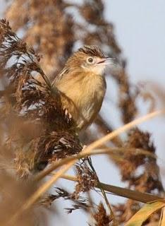 LAGUNA DE PITILLAS 2ª DIA-NAVARRA