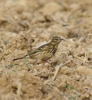 LAGUNA DE PITILLAS 2ª DIA-NAVARRA