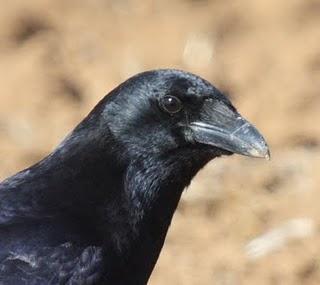 LAGUNA DE PITILLAS 2ª DIA-NAVARRA