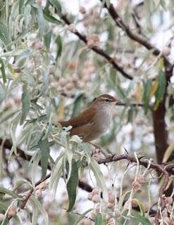 LAGUNA DE PITILLAS 2ª DIA-NAVARRA
