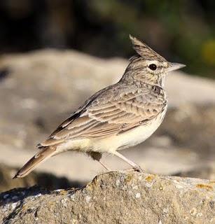 LAGUNA DE PITILLAS 2ª DIA-NAVARRA