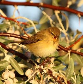 LAGUNA DE PITILLAS 2ª DIA-NAVARRA