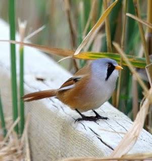 PANURUS BIARMICUS-BIGOTUDO-LAGUNA DE PITILLAS
