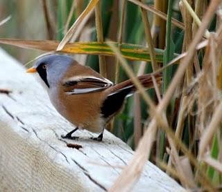 PANURUS BIARMICUS-BIGOTUDO-LAGUNA DE PITILLAS