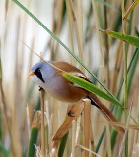 PANURUS BIARMICUS-BIGOTUDO-LAGUNA DE PITILLAS