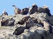 Gyps fulvus alcanadre-la rioja