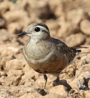 CHARADRIUS MORINELLUS-CHORLITO CARAMBOLO EN BARDENAS REALES DE NAVARRA