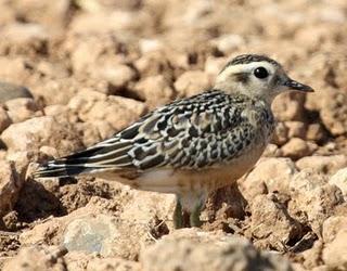 CHARADRIUS MORINELLUS-CHORLITO CARAMBOLO EN BARDENAS REALES DE NAVARRA