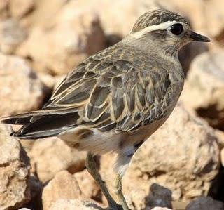 CHARADRIUS MORINELLUS-CHORLITO CARAMBOLO EN BARDENAS REALES DE NAVARRA