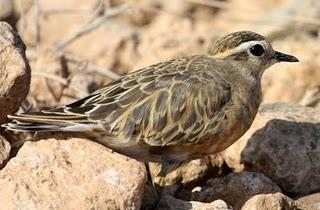 CHARADRIUS MORINELLUS-CHORLITO CARAMBOLO EN BARDENAS REALES DE NAVARRA