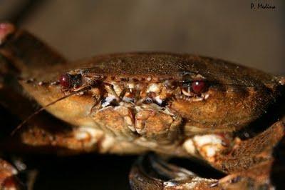 De alakranas, nécoras, payasos, estrellas y besugos