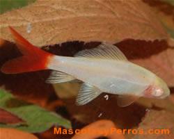 Fotos de peces Labeo bicolor