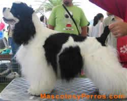 Fotos de perros Cocker Spaniel Americano