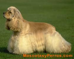 Fotos de perros Cocker Spaniel Americano
