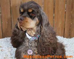 Fotos de perros Cocker Spaniel Americano