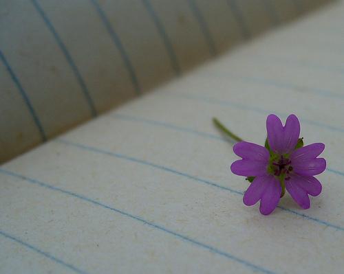 Mi recordada flor por Manel.