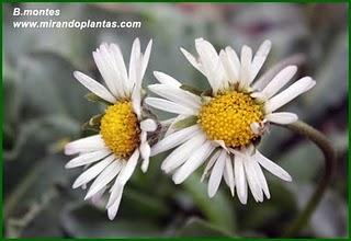 Bellis sylvestris Cirillo