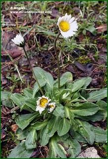 Bellis sylvestris Cirillo