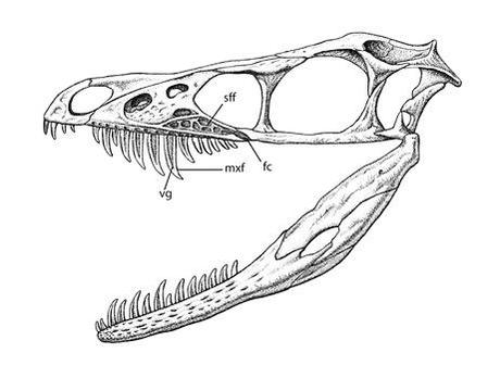 El venenoso Sinornithosaurus El venenoso Sinornithosaurus