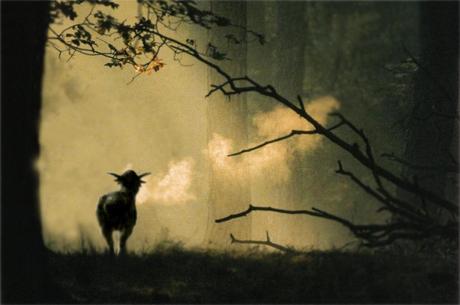 La complicada nomenclatura dinosauriana